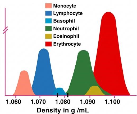Density distribution of blood components including plasma, PBMCs, and RBCs.