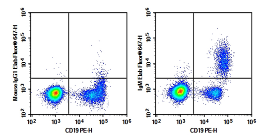IgM expression detection in human peripheral blood B cells.
