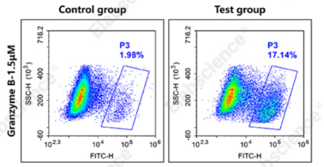 Activated granzyme B detection in Jurkat T cells.