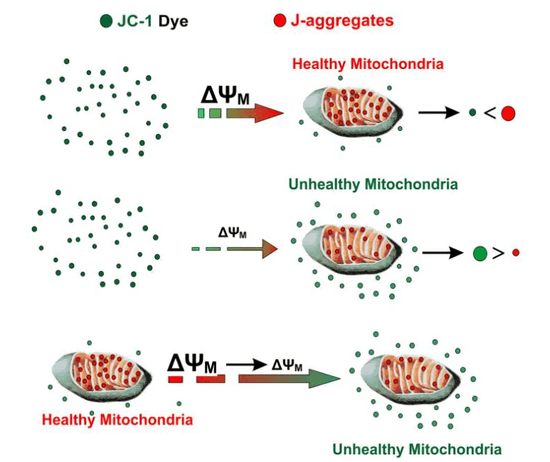 JC-1 assay principle for mitochondrial membrane potential (&Delta;&Psi;m) detection.