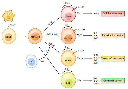 Th cell subset differentiation and cytokine expression.