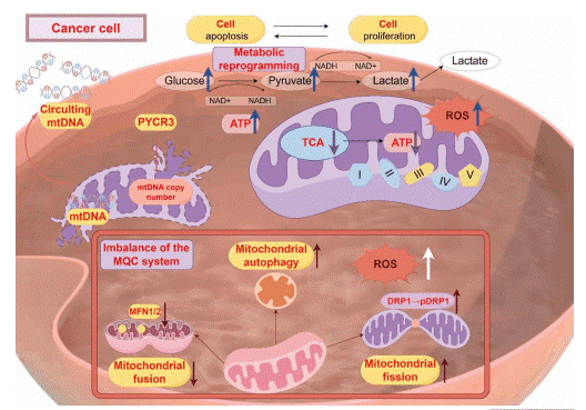 Mitochondrial dysfunction in tumors.