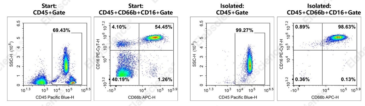 Human neutrophil purity before and after isolation from peripheral blood.