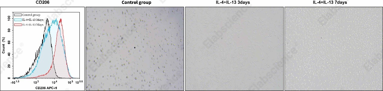 M2 macrophage polarization of mouse bone marrow monocytes in vitro.
