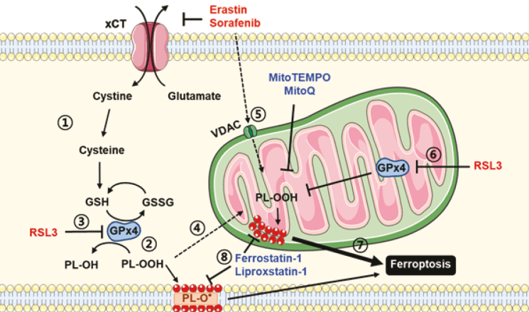 Mitochondrial ROS accumulation in ferroptosis.