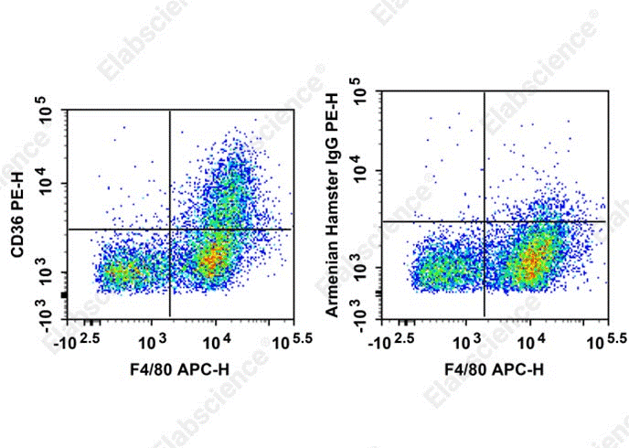 Megakaryocyte and Platelet Markers for Cell Identification and Maturation-2
