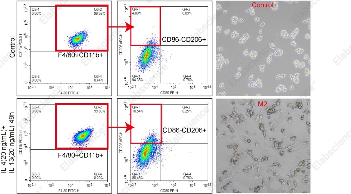 M2-polarized RAW264.7 cells by flow cytometry.