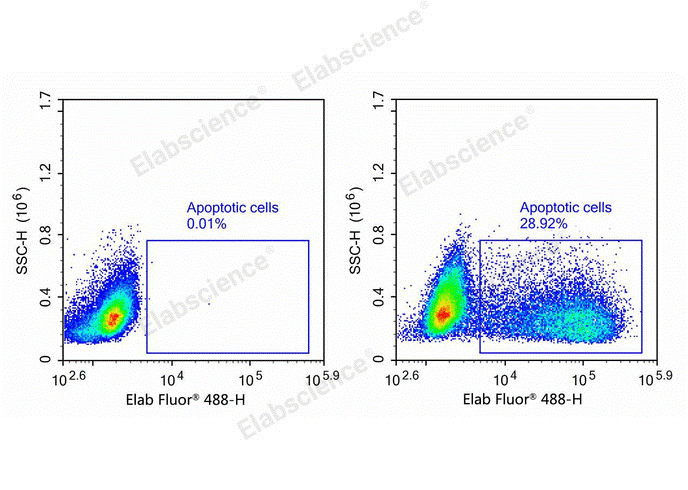 Flow cytometry analysis of camptothecin-induced apoptosis in Jurkat cells.