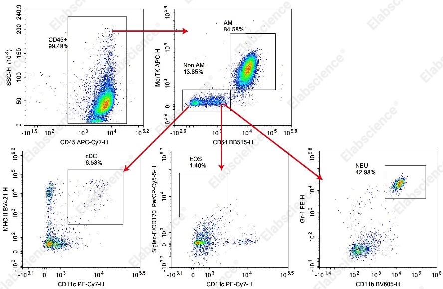 BALF alveolar macrophage detection by flow cytometry in C57BL/6J mice.