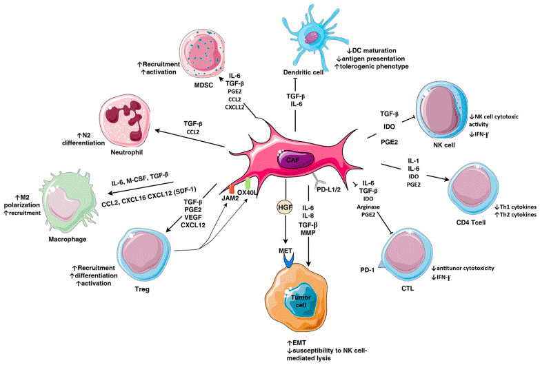 Cancer-associated fibroblasts modulating immune response in triple-negative breast cancer.