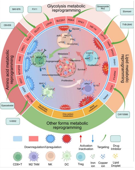 Metabolic reprogramming and immunosuppression in tumor cells.