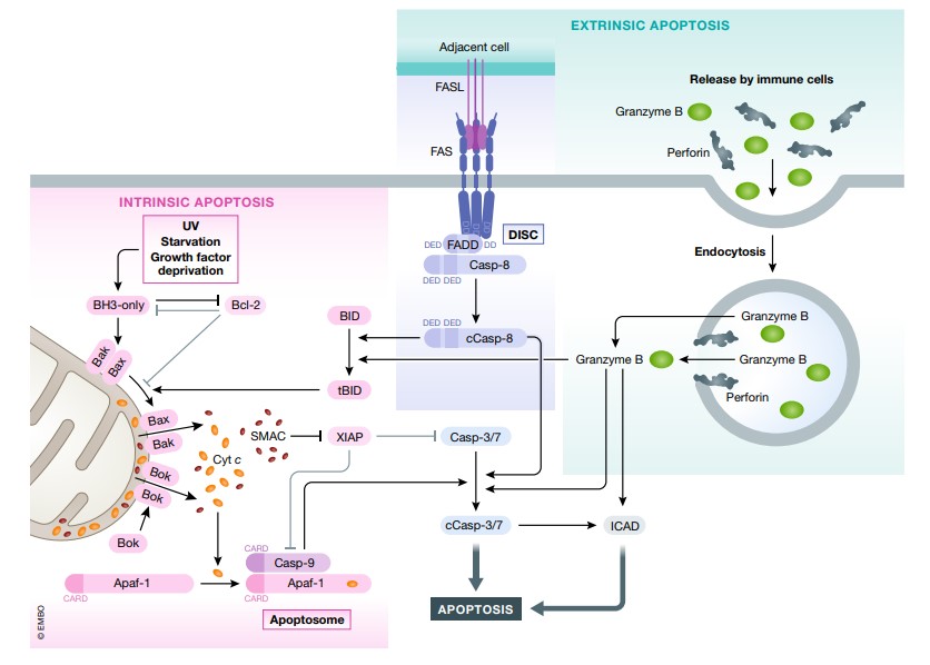 Intrinsic and extrinsic apoptotic pathways.