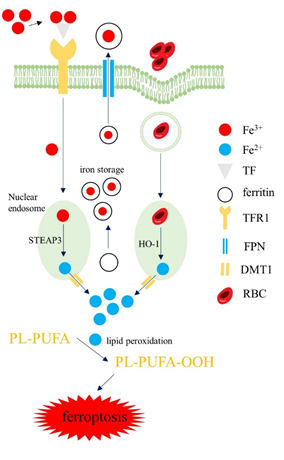Iron homeostasis pathways in macrophages.