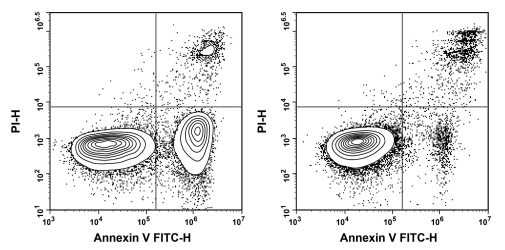 Jurkat cell apoptosis after camptothecin treatment.