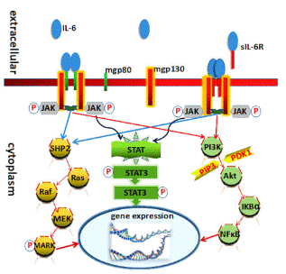 IL-6 signaling pathway via JAK/STAT cascade.