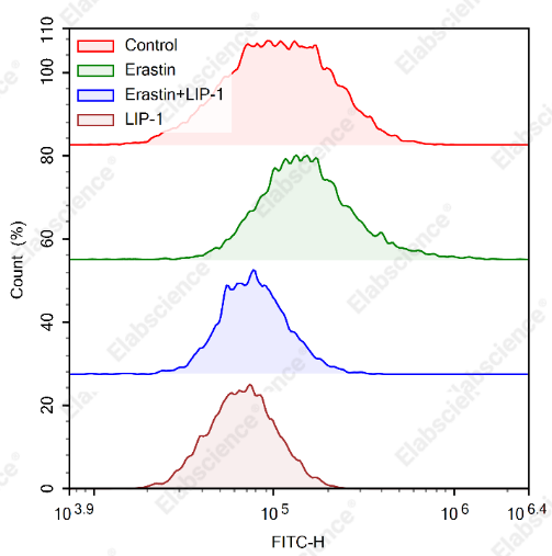 Lipid peroxidation levels in Erastin-treated HepG2 cells.