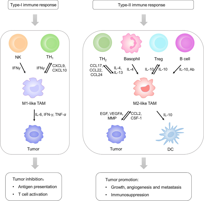 Macrophage cytokine and chemokine secretion in tumor microenvironment.