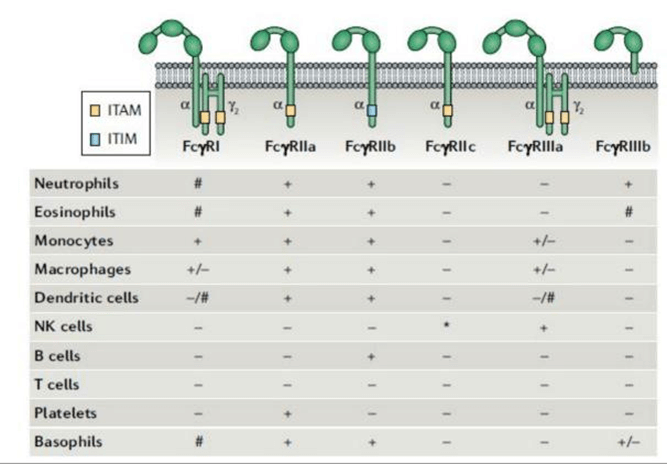 Major Fcγ receptor types and distribution.