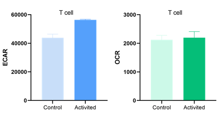 ECAR and OCR measurement in T cells for assessing metabolic activity.