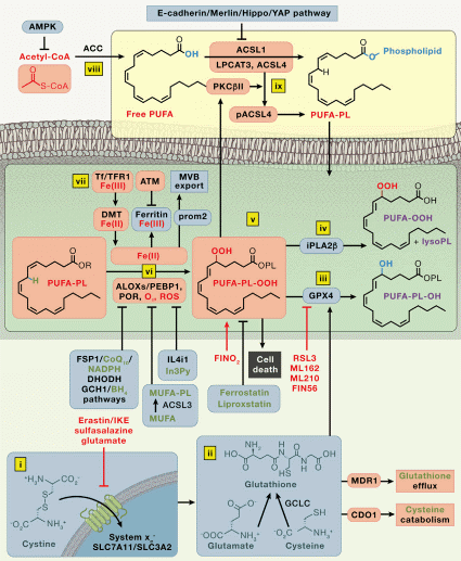 Ferroptosis molecular mechanisms.