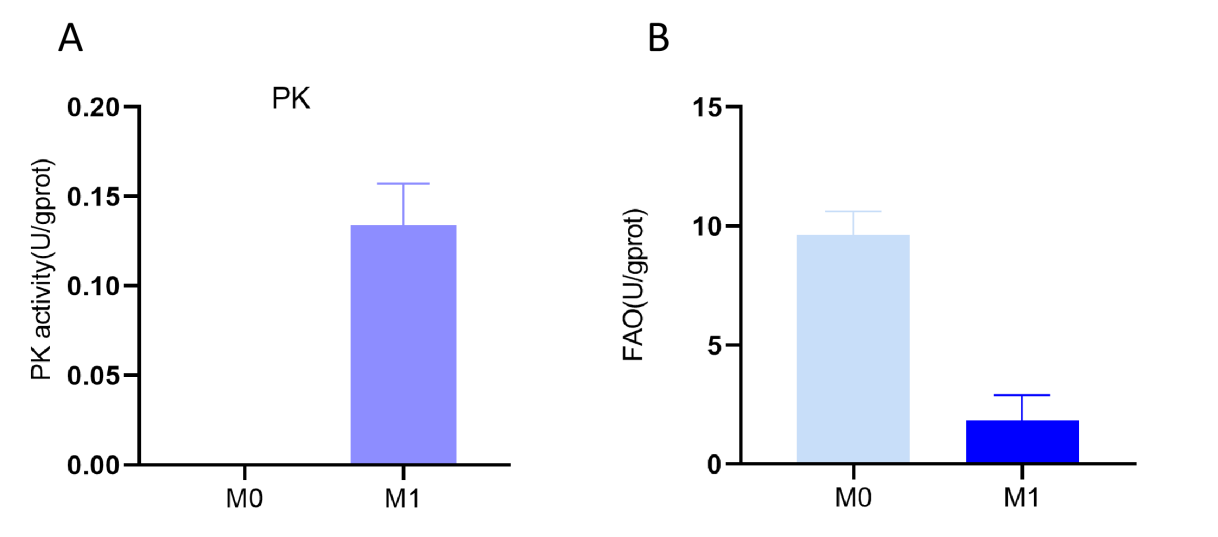 Metabolic enzyme and FAO activity in M1 macrophages.