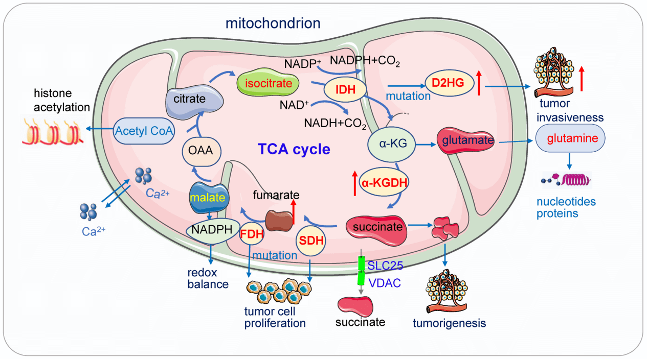 Key changes in the mitochondrial TCA cycle linked to cancer metabolism.