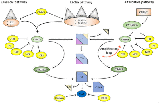 Overview of the complement system and its activation pathways.