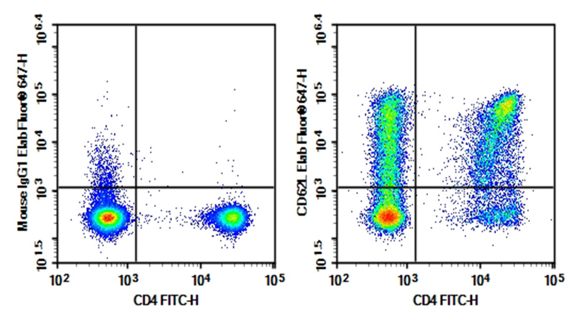 Anti-Human CD62L antibody for T cell phenotyping by flow cytometry.