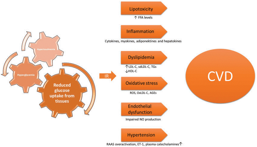 Insulin resistance and cardiovascular disease mechanisms.