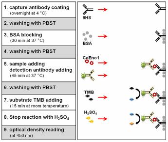 One-step double monoclonal antibody sandwich ELISA schematic.