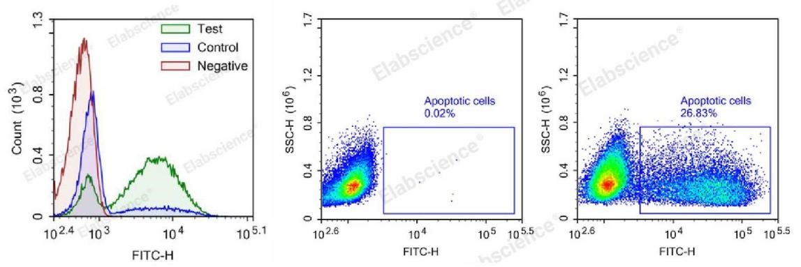 TUNEL flow cytometry apoptosis analysis.