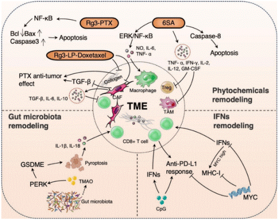 TME remodeling in TNBC immunotherapy pathways.