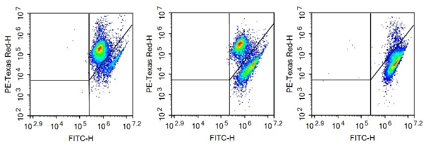 JC-1 detection of mitochondrial membrane potential changes in apoptotic Jurkat cells.