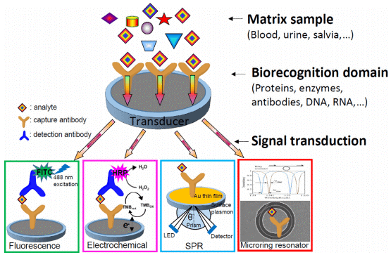 Immunosensor design with sample matrix, biorecognition, and signal transduction components.