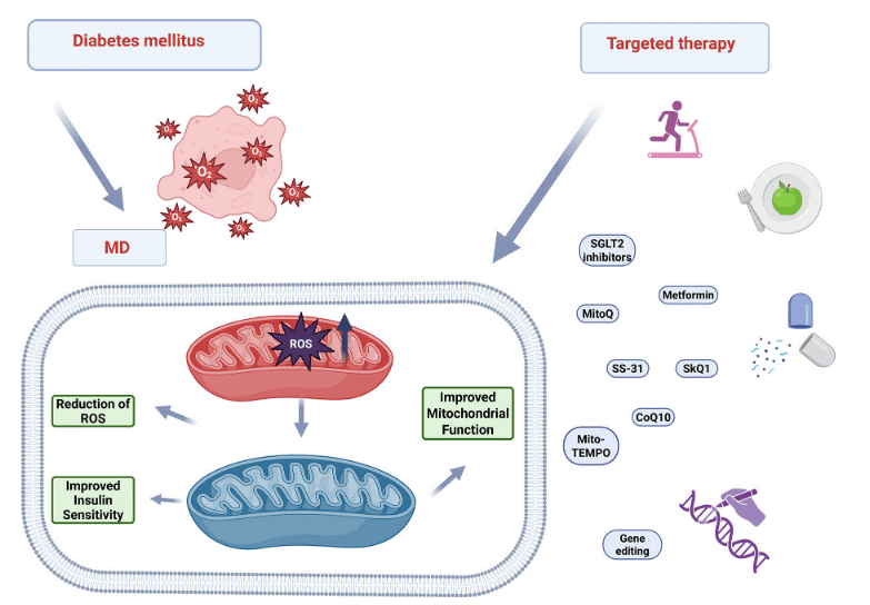 Therapies targeting mitochondrial ROS in diabetic cardiomyopathy.