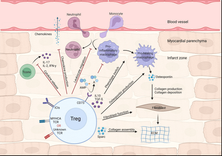 Regulatory T cell effects on cardiac repair post-MI.