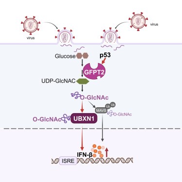 p53 regulation of IFN-&beta; antiviral signaling through metabolic modification.