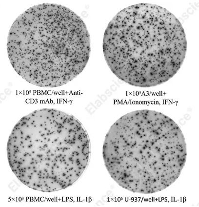 ELISpot detection of IFN-γ and IL-1β production.