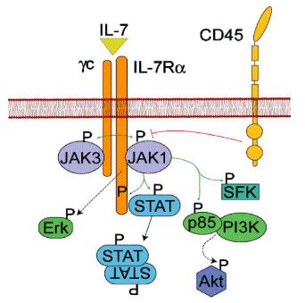 IL-7 receptor signaling in lymphocyte development.