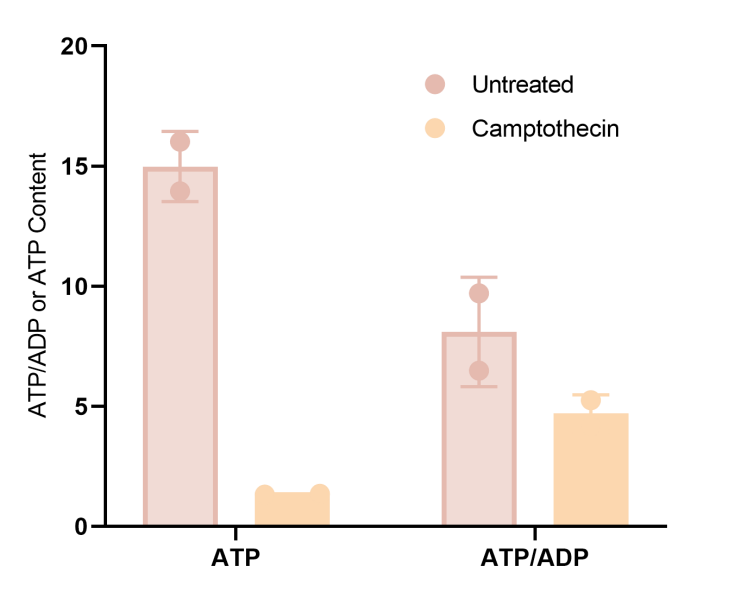 ATP/ADP ratio changes in camptothecin-treated 293T cells.