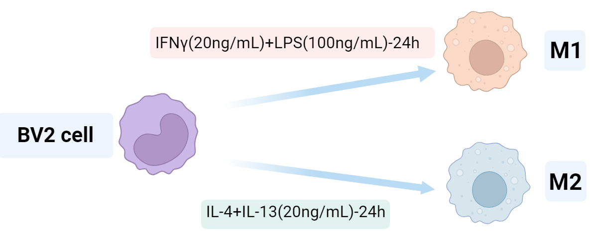 BV2 microglia M1 polarization workflow.