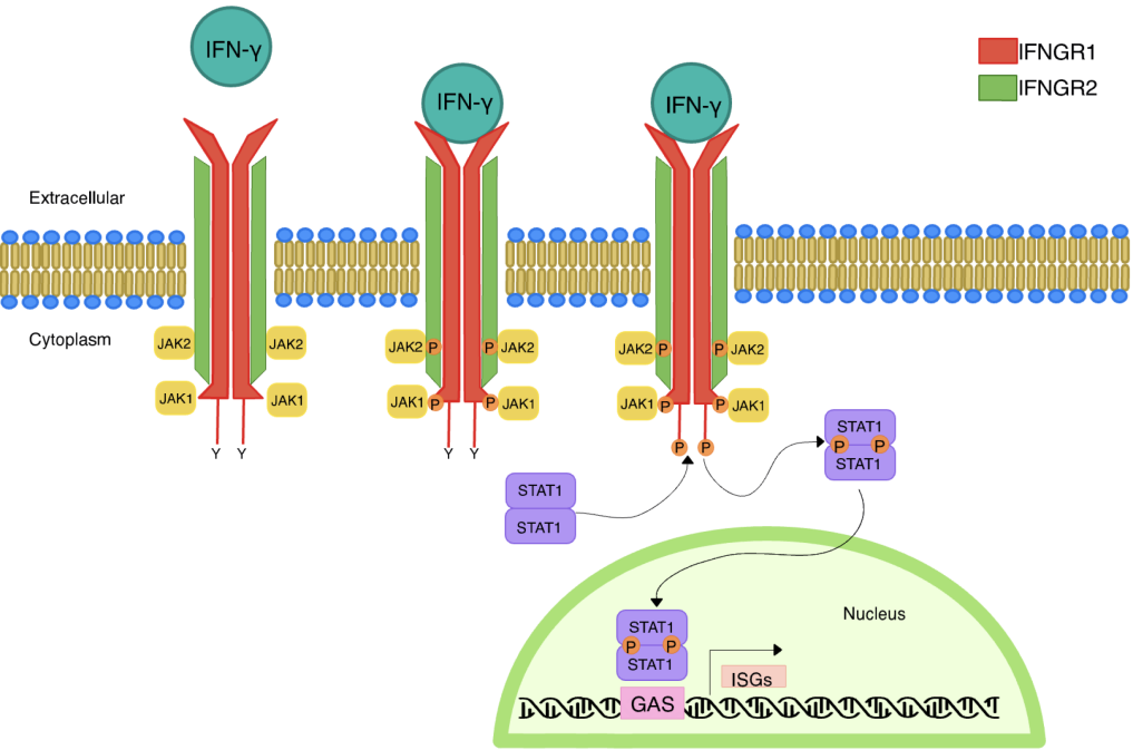 IFN-&gamma; signaling pathway via IFNGR, JAK1/2, and STAT1 activation.