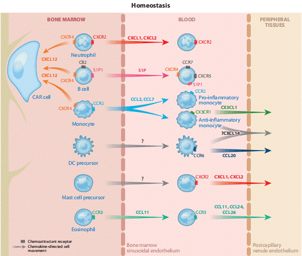 Chemokine-mediated immune cell trafficking.