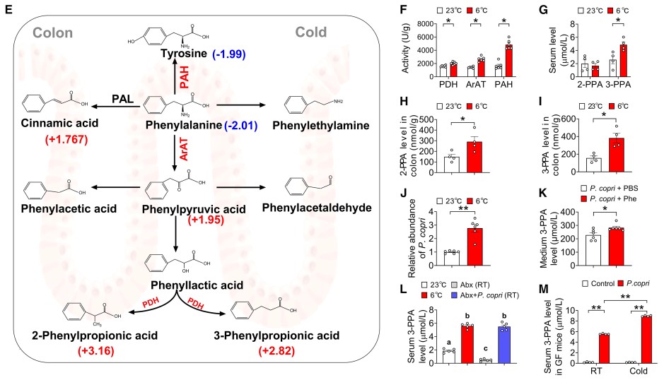 Cold exposure increases 3-PPA production by P. copri.