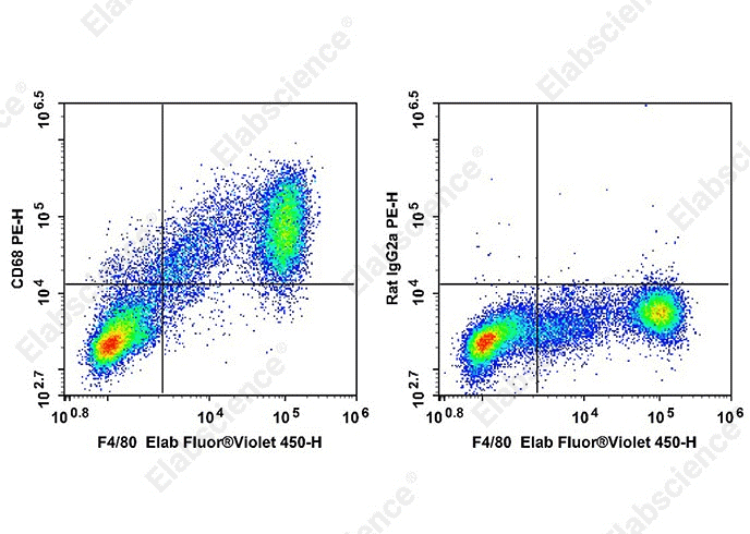 C57BL/6 abdominal macrophages stained with F4/80 and CD68.