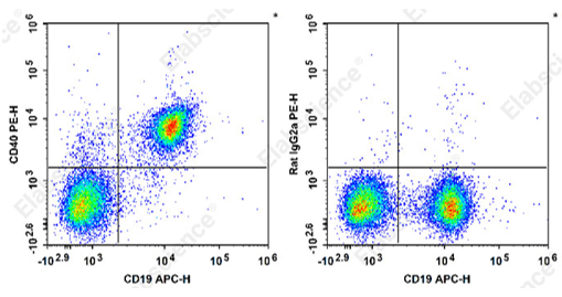 Flow cytometry detection of CD40 in mouse B cells.