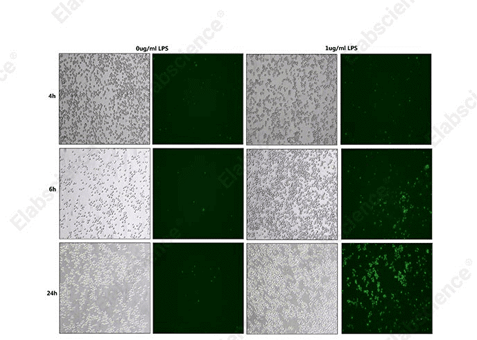 Caspase-1 activity in THP-1 cells over time.
