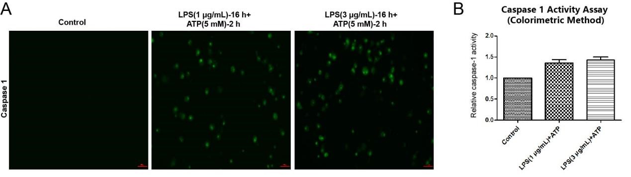 Caspase-1 activity detection in RAW264.7 cells during pyroptosis.