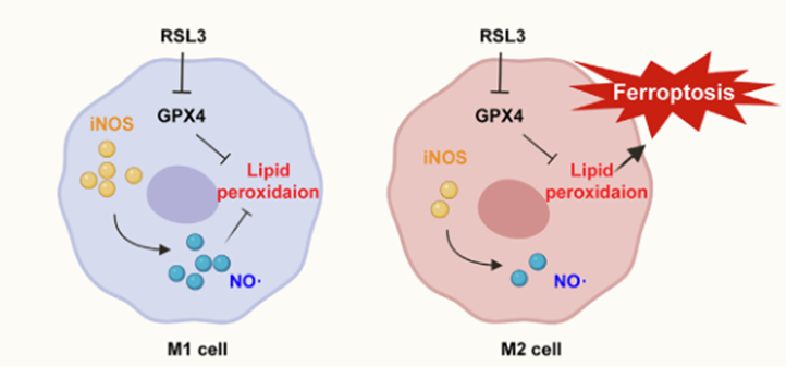 Ferroptosis in M1 versus M2 macrophages.