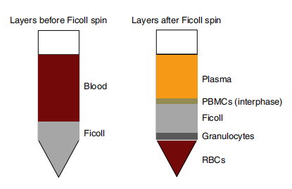 Ficoll density gradient separation of PBMCs at plasma-Ficoll interface.